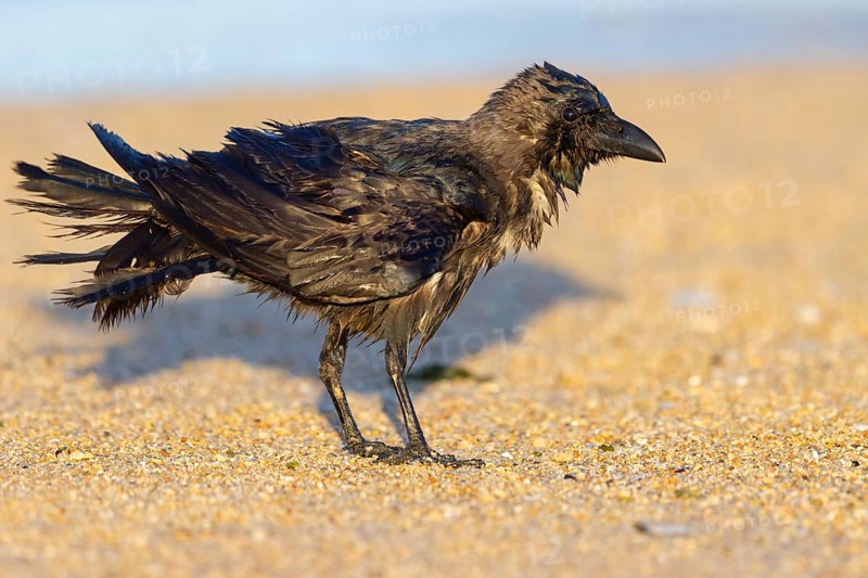 Shining Crow, Indian House Crow, House Crow, (Corvus splendens), Corbeau familier, Corneja India, Raysut, Salalah, Dhofar, Oman