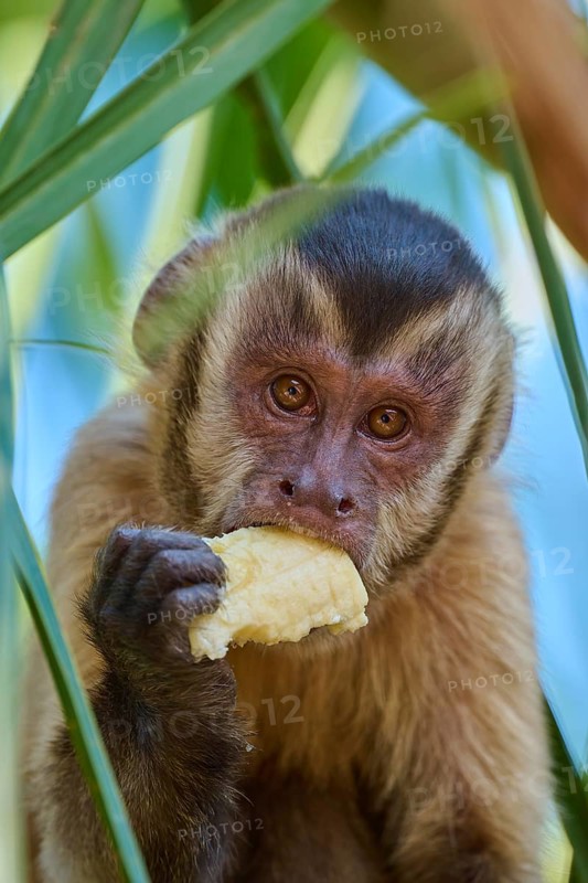 Capuchin monkey holding a banana, surrounded by green leaves, intense eyes, Capuchin monkey (Sapajus apella), Pantanal, Mato Grosso, Brazil