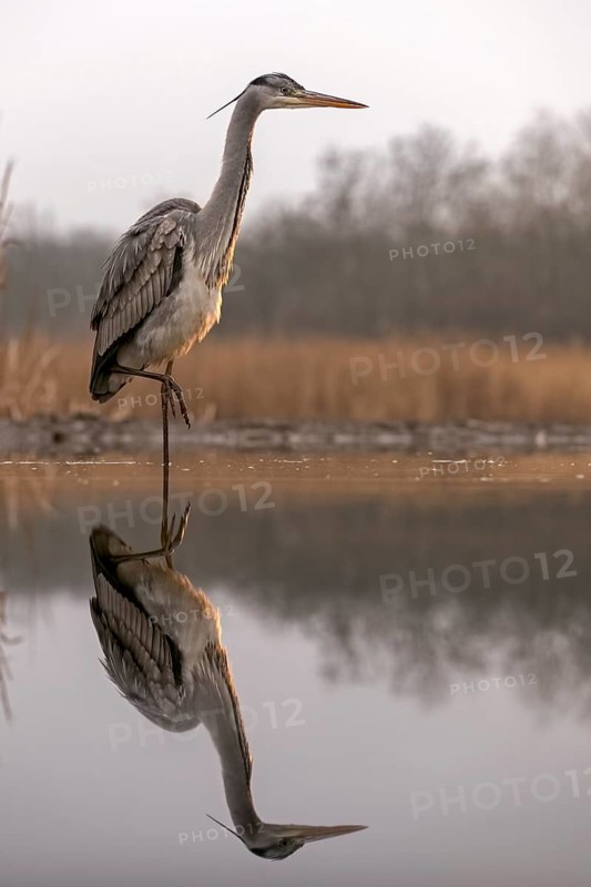 Grey Heron (Ardea cinerea), Hungary