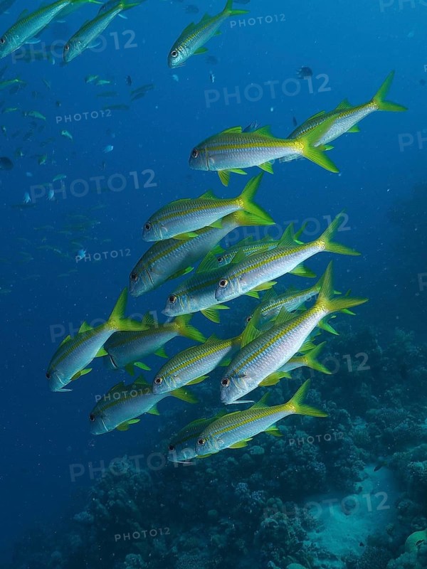 Yellowfin barb (Mulloidichthys vanicolensis)