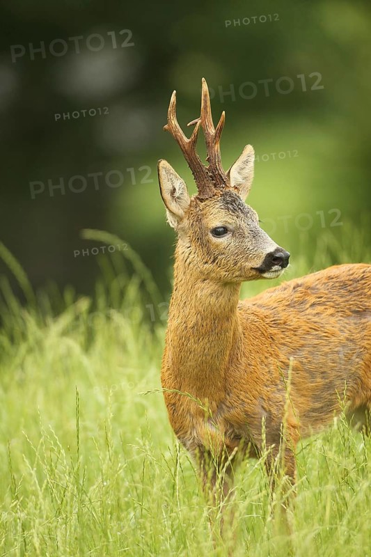 European roe deer (Capreolus capreolus) buck in summer coat on meadow, Allgäu, Bavaria, Germany