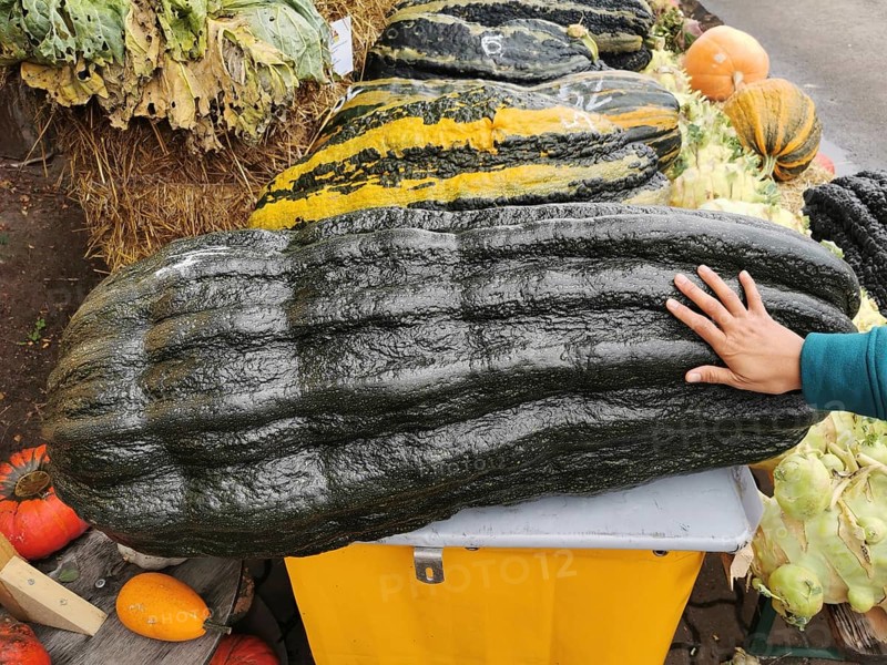 Very large dark pumpkin with distinctive pattern next to a hand as a size comparison, Klaistow, Brandenburg
