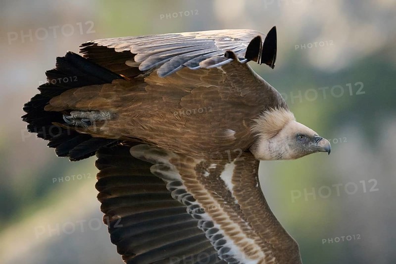 A griffon vulture glides effortlessly through the sky, showcasing its expansive wings and powerful presence Photographed above a soft, blurred natural background in Alicante, Spain