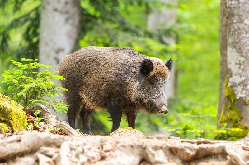 Wild boar (Sus scrofa) standing in a forest, Bavaria, Germany
