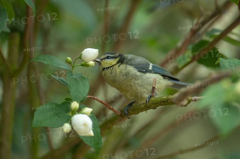 Blue tit (Cyanistes Caeruleus) juvenile garden bird on a shrub in summer, Suffolk, England, United Kingdom