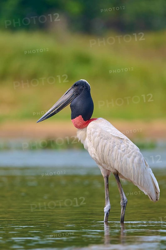A bird stands still in the water, surrounded by a natural backdrop, Jabiru (Jabiru mycteria), Rio Negro, Pantanal, Mato Grosso, Brazil