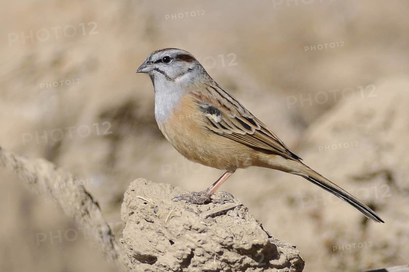 Godlewski's Bunting (Emberiza godlewskii), Tibet, China