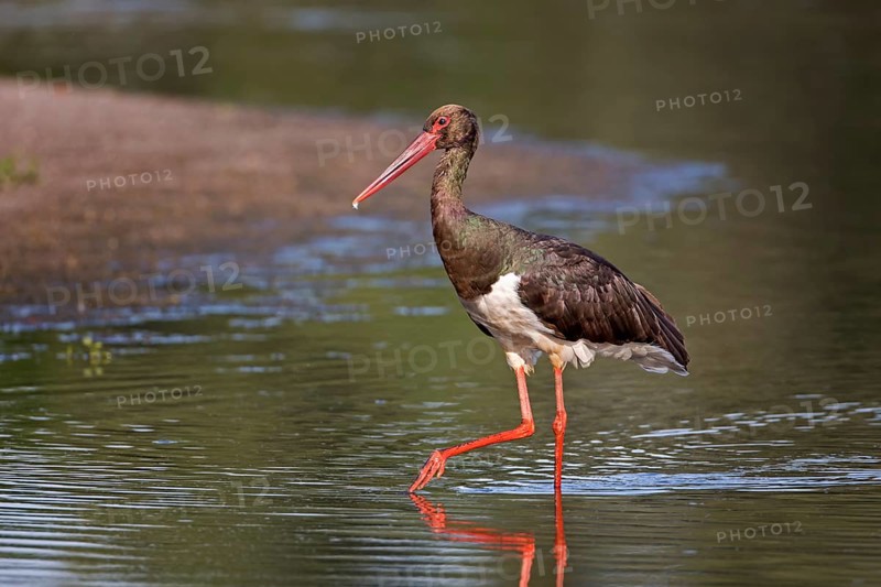 Black Stork (Ciconia nigra) foraging, Saxony-Anhalt, Germany