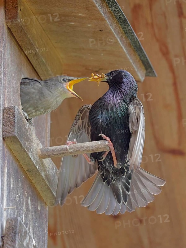 Star, lat.Sturnus vulgaris, Männchen füttert seinen Nachwuchs mit Mehlwürmern, gefunden bei einer Ganzjahresfütterung