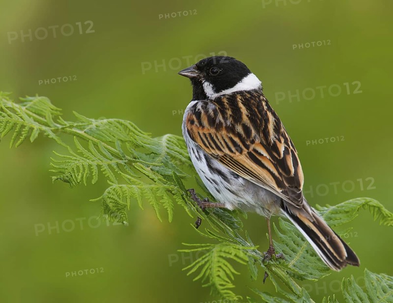 Common Reed Bunting (Emberiza schoeniclus) male, Greater London, United Kingdom