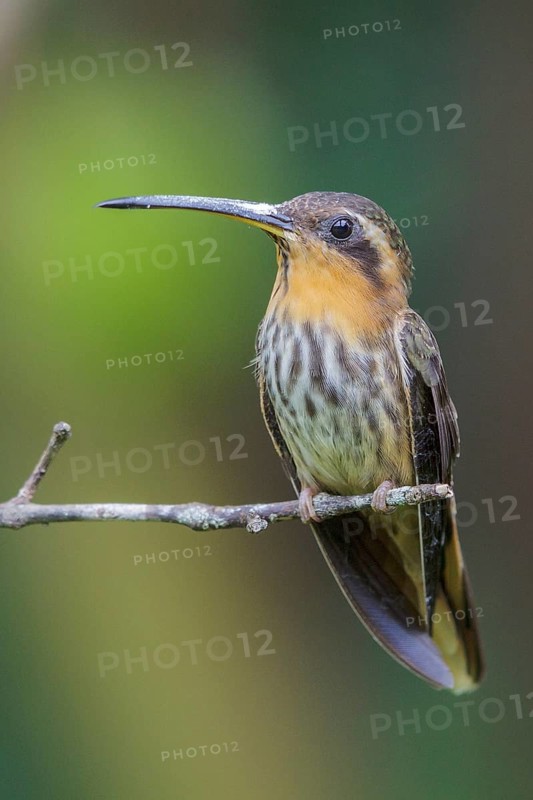 Saw-billed Hermit (Ramphodon naevius) perched on a branch in the Atlantic rainforest of southeast Brazil