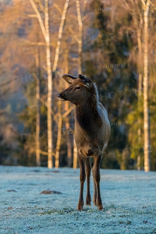 One young female wapiti, Cervus canadensis with hoarfrost in her fur, stands in a frozen meadow at the edge of the forest