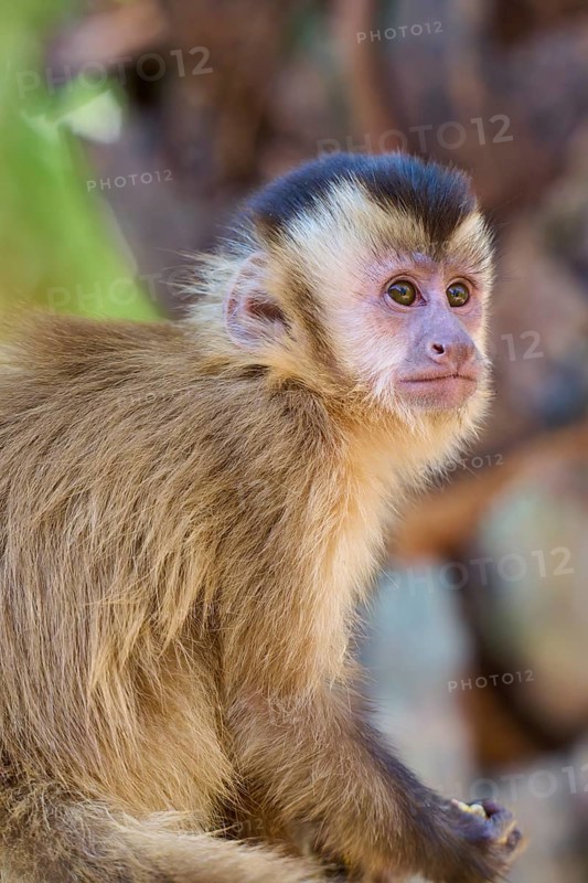 A close-up view of the face of a capuchin monkey looking intently into the distance, Capuchin monkey (Sapajus apella), Pantanal, Mato Grosso, Brazil