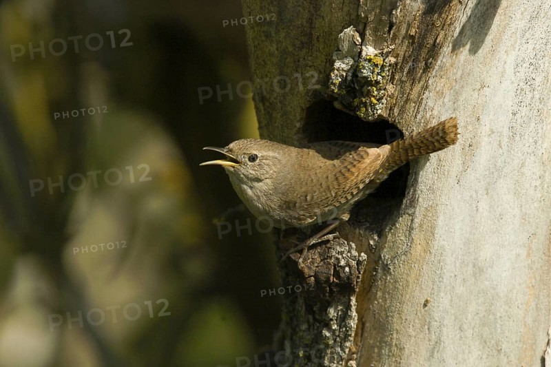 House Wren (Troglodytes aedon) singing at nest hole