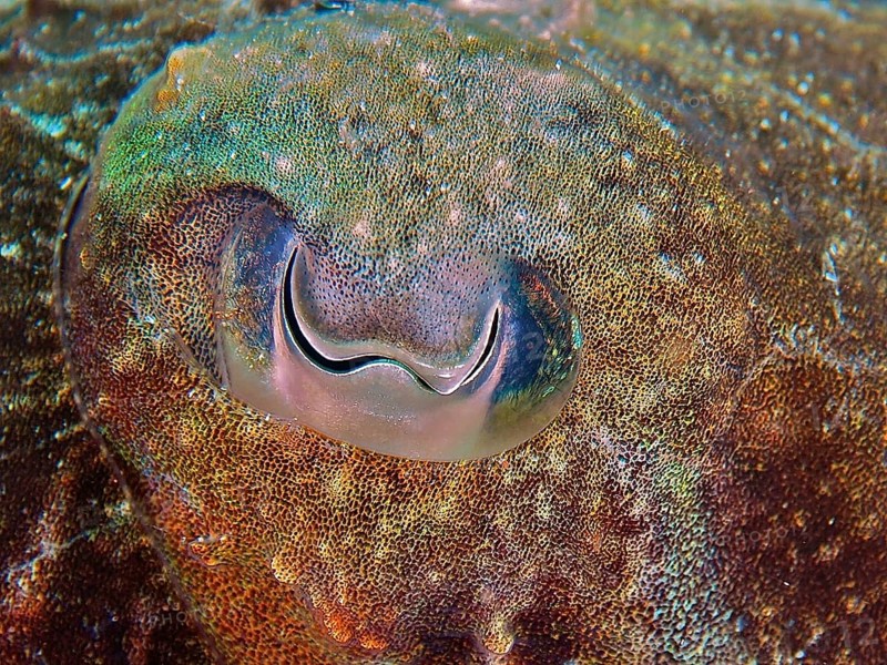 Common cuttlefish (eye) (Sepia officinalis)