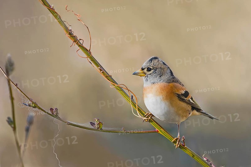 Brambling (Fringilla montifringilla) male perched on a twig, Aosta Valley, Italy
