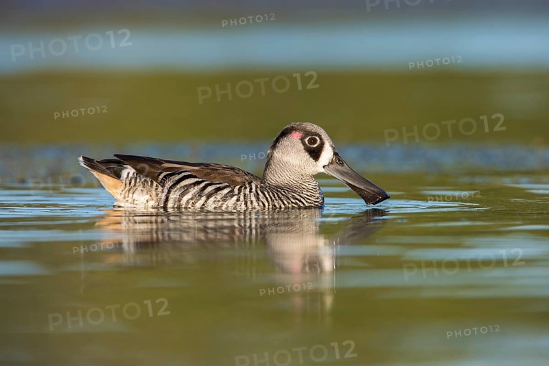 Pink-eared Duck (Malacorhynchus membranaceus), Victoria, Australia