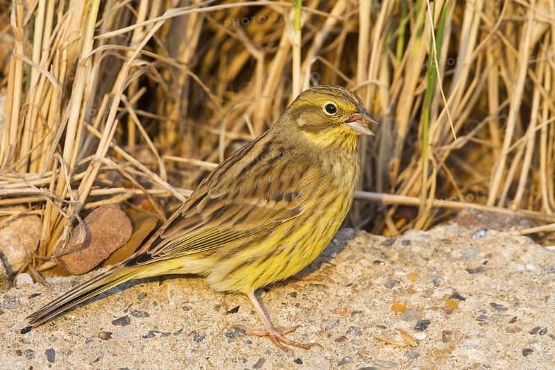 Yellowhammer - Goldammer - Emberiza citrinella ssp. citrinella, Germany