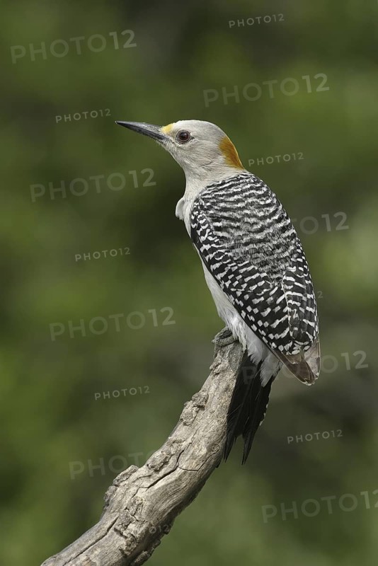 Golden-fronted Woodpecker (Melanerpes aurifrons), Texas, USA