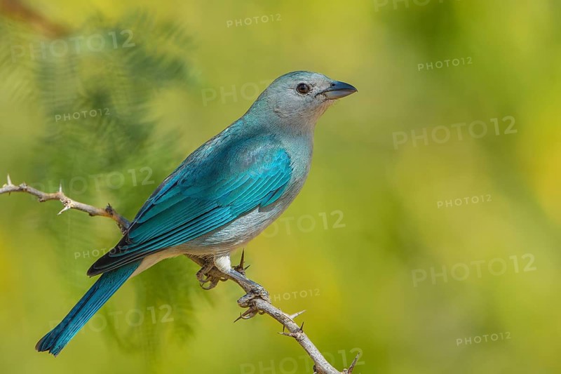 Sayaca Tanager (Thraupis sayaca) perched on a thorny branch, Bolivia
