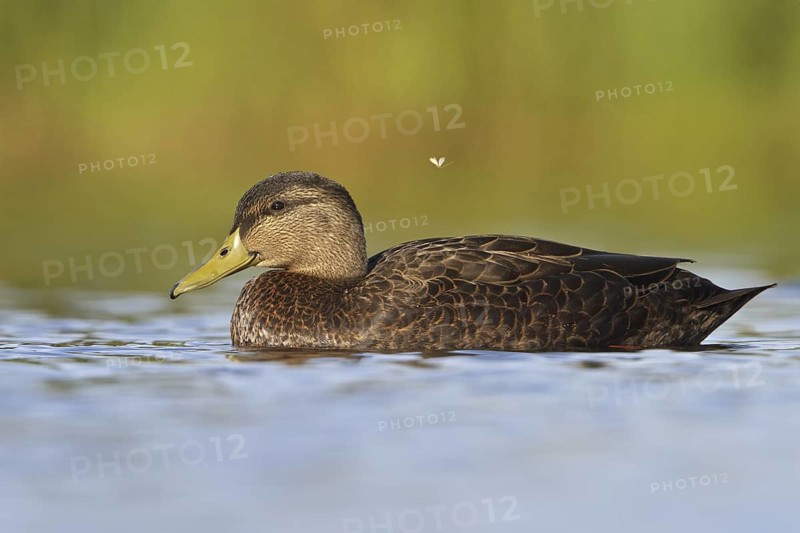 American Black Duck (Anas rubripes), Newfoundland, Canada