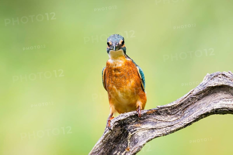 Common kingfisher (Alcedo atthis) sitting on an old wooden branch in late summer, wildife, Bavaria, Germany