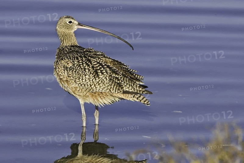 Long-billed Curlew (Numenius americanus), California, USA