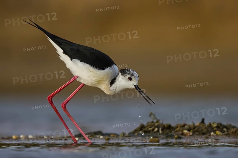 Black-winged Stilt (Himantopus himantopus) foraging, North Rhine-Westphalia, Germany
