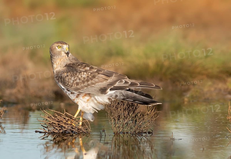 Northern Harrier (Circus hudsonius) at a waterhole, Texas, USA