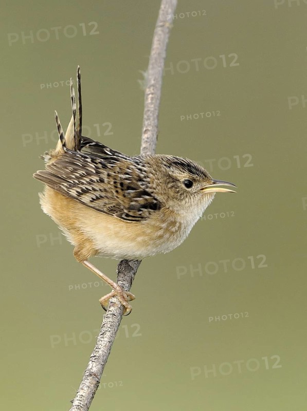 Sedge Wren (Cistothorus platensis), Alberta, Canada