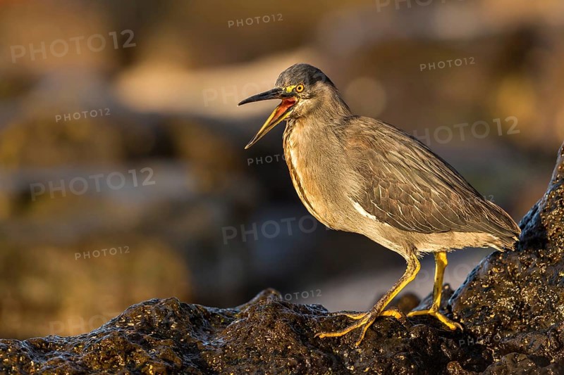 Lava Heron (Butorides sundevalli) calling, Galapagos, Ecuador