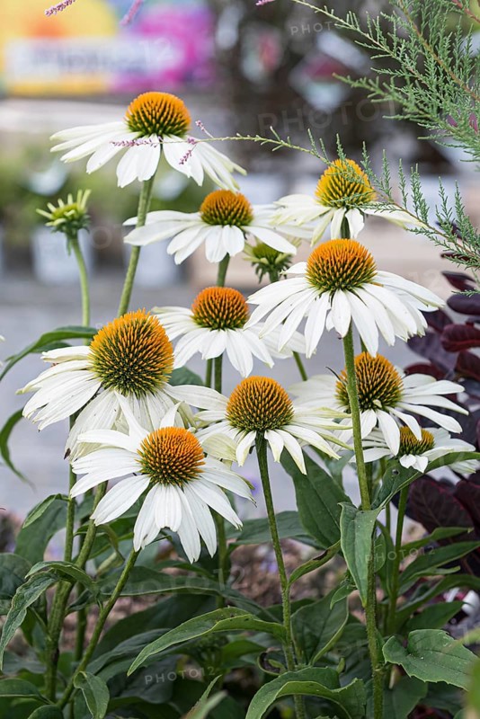 White Coneflower (Echinacea purpurea 'Alba'),  Germany