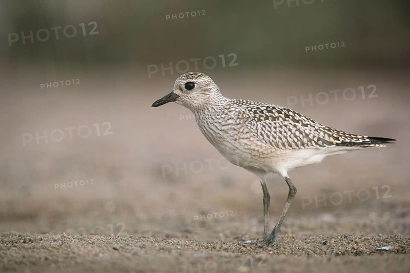 Grey Plover (Pluvialis squatarola), Mecklenburg-Western Pomerania, Germany