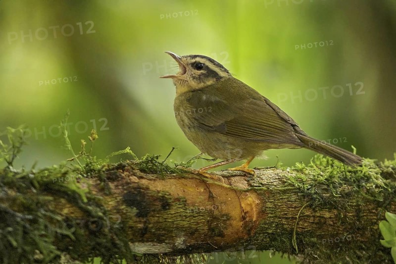 Three-striped Warbler (Basileuterus tristriatus) perched on a branch in Ecuador, South America