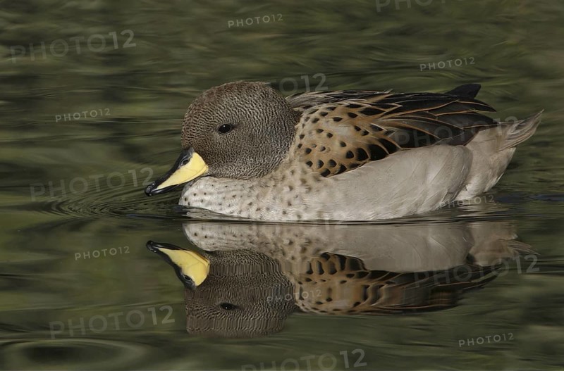 Yellow-billed Teal (Anas flavirostris), Arizona, USA