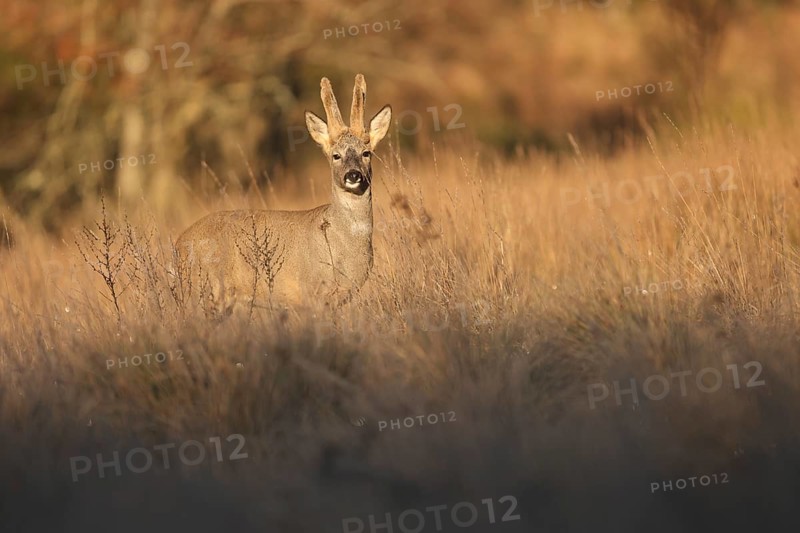 A solitary roe deer stands alert in a sunlit field at dusk. The warm light enhances its graceful form, creating a serene scene of natural beauty and tranquility