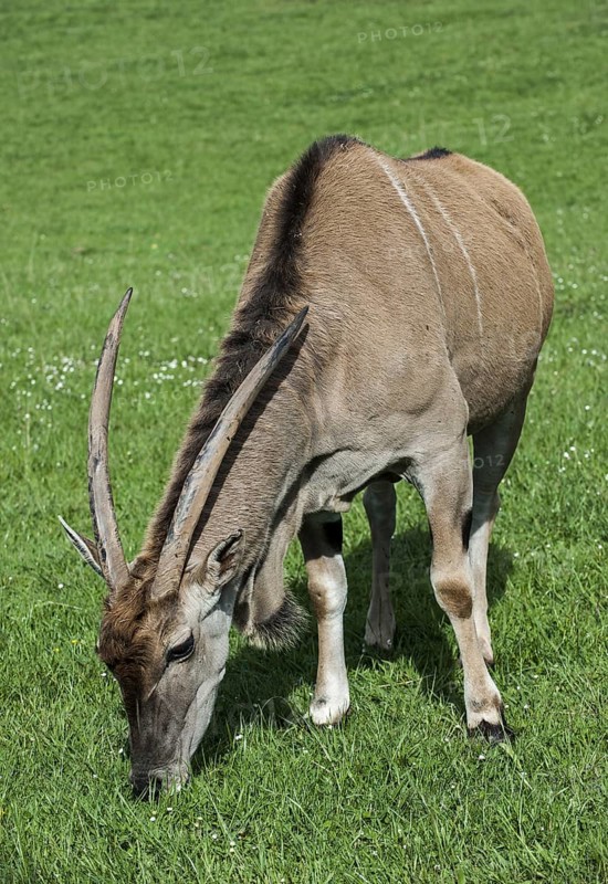 Common eland, southern eland, eland antelope (Taurotragus oryx) grazing in grassland