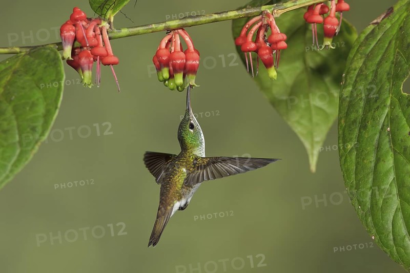 Andean Emerald hummingbird (Amazilia franciae) flying while feeding at a flower in Ecuador, South America