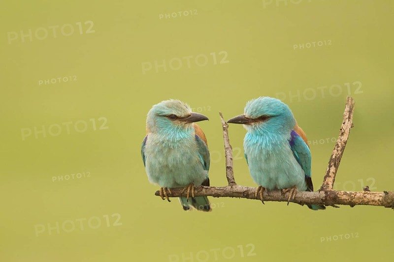 European Roller (Coracias garrulus) pair perched on a branch, Serbia