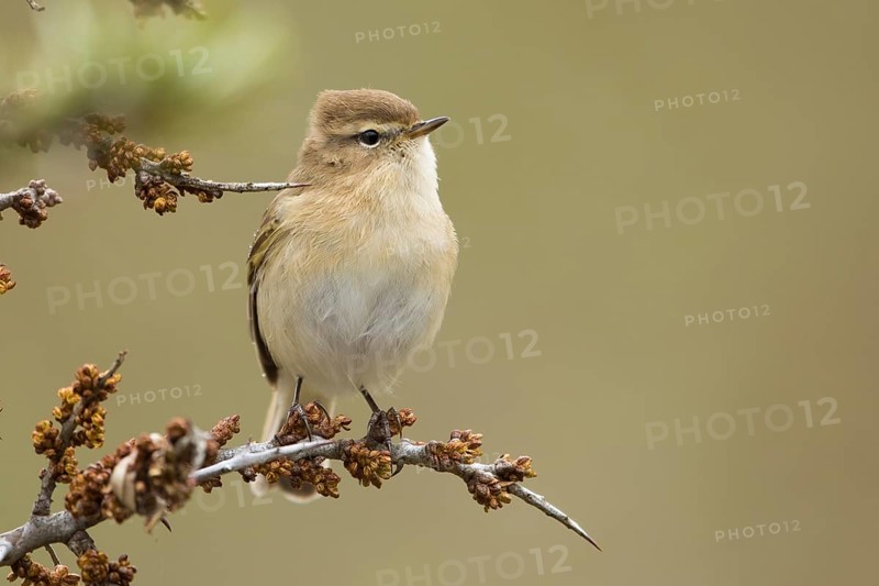 Mountain Chiffchaff (Phylloscopus sindianus lorenzii), Georgia