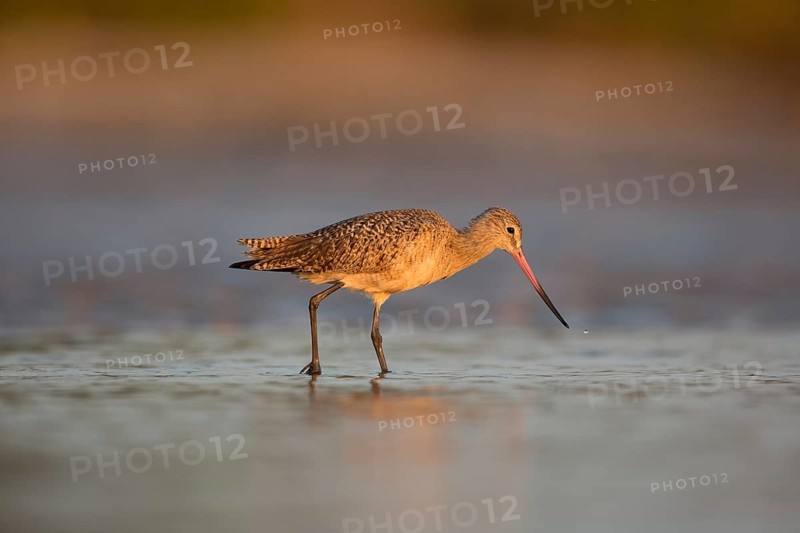 Marbled Godwit (Limosa fedoa) foraging, Florida, USA
