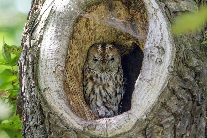 Tawny Owl (Strix aluco) in tree hole, Saxony, Germany