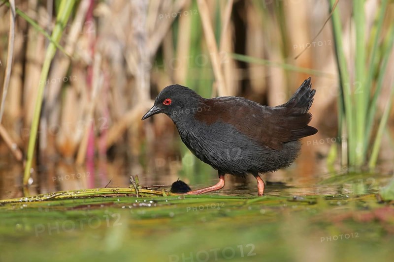 Spotless Crake (Porzana tabuensis), Victoria, Australia
