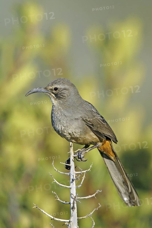California Thrasher Toxostoma redivivum Yucaipa, CALIFORNIA, United States 6 April Adult Mimidae