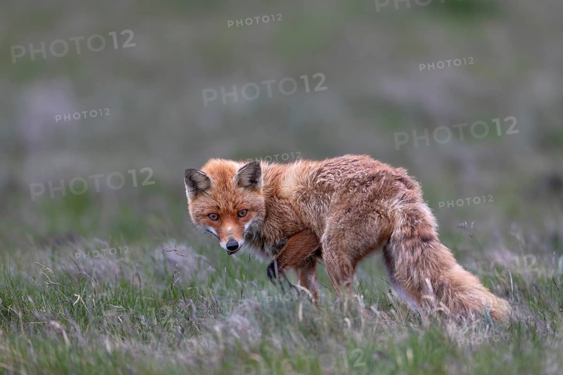 On the last evening, the red fox (Vulpes vulpes) actually gives me the opportunity to accompany her as she hunts for mice, marked by life, rearing her young, May, Denmark