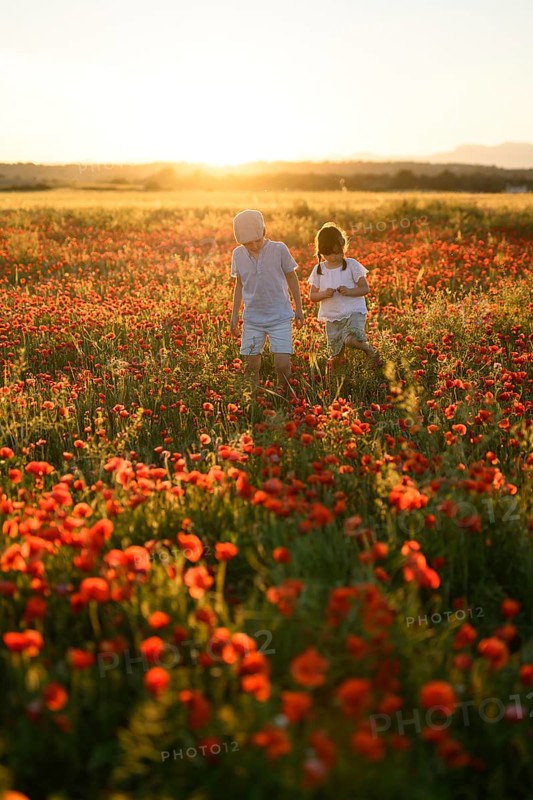 Back view of unrecognizable boy and girl siblings walking through a vibrant field of Papaver rhoeas, commonly known as common poppy or red poppy, bathed in sunset light
