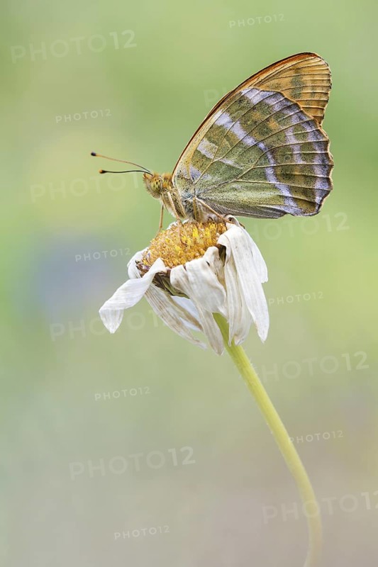Silver-Washed Fritillary (Argynnis paphia) butterfly on blossom, Hesse, Germany