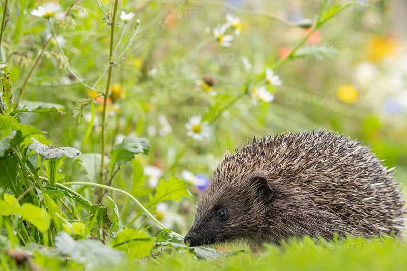 European hedgehog (Erinaceus europaeus) adult animal on a garden grass lawn next to a flower border in summer, England, United Kingdom