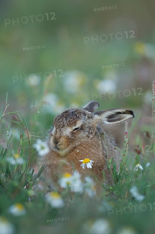 European brown hare (Lepus europaeus) juvenile baby leveret animal sleeping amongst wildflowers in summer, Suffolk, England, United Kingdom