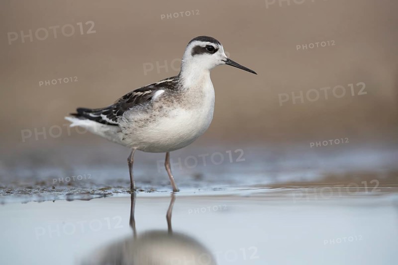 Red-necked Phalarope (Phalaropus lobatus), Mecklenburg-Western Pomerania